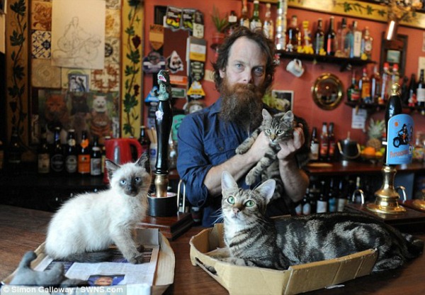 cats in pub