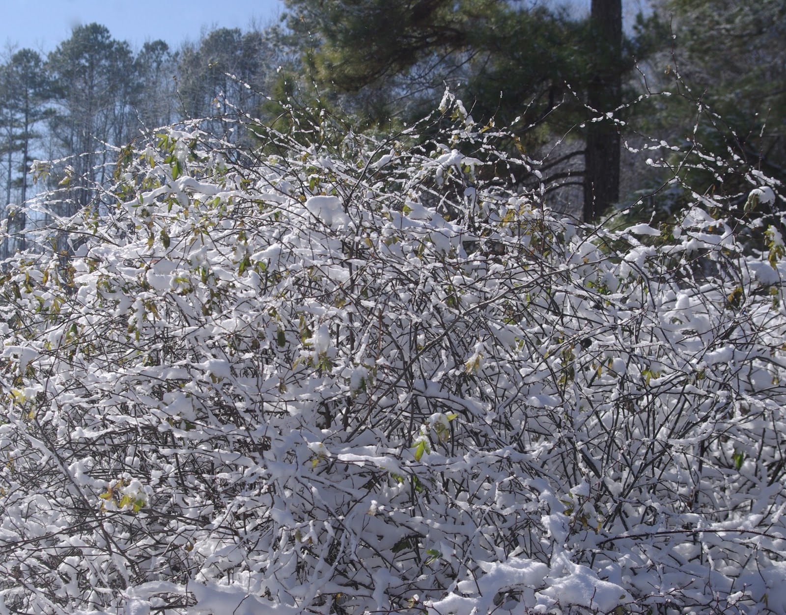 sweetbay Snow and flowers