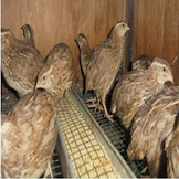 PUYUH SIAP TELUR PEKSI