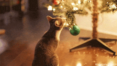 Gatos e Árvores de Natal, Cats and Christmas Tree