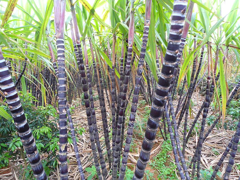 Saccharum robustum AgriTimes In The Zone