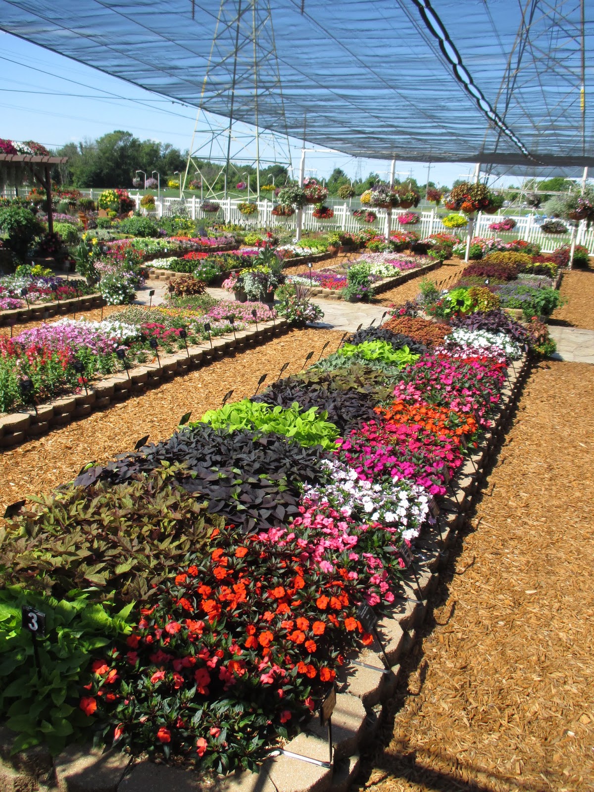 16+ meijer flowers and plants CairoCaryann