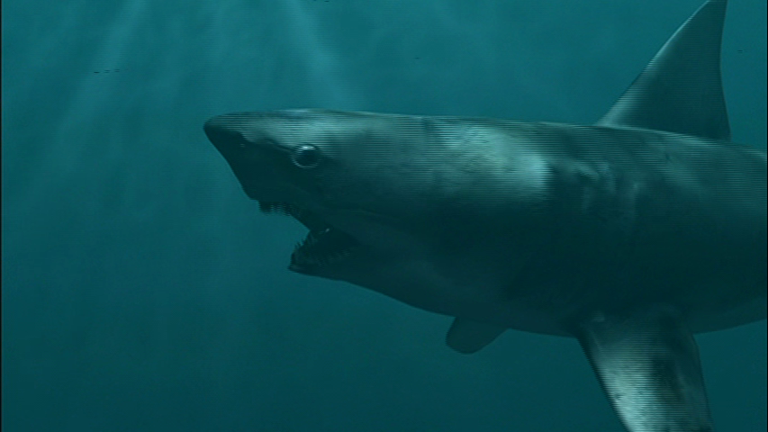 Картинки акулы демоны
