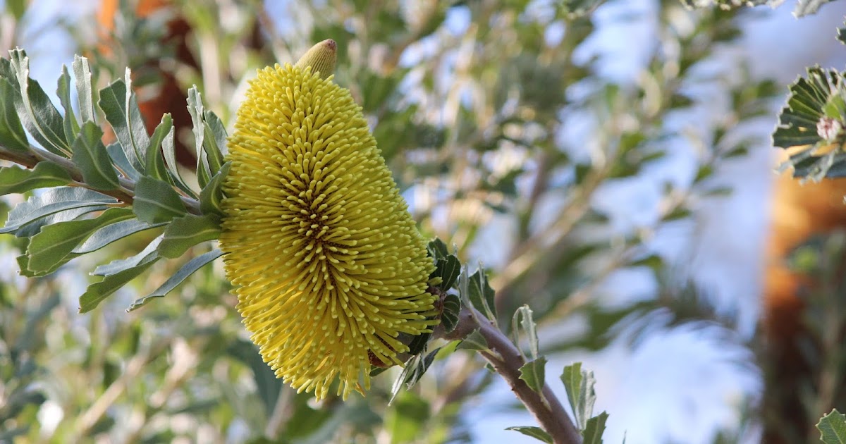 Mastering Horticulture Banksia integrifolia