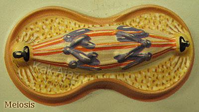 Pembahasan Biologi UN 2017 No. 26 - 30, Pembelahan Meiosis, Profase