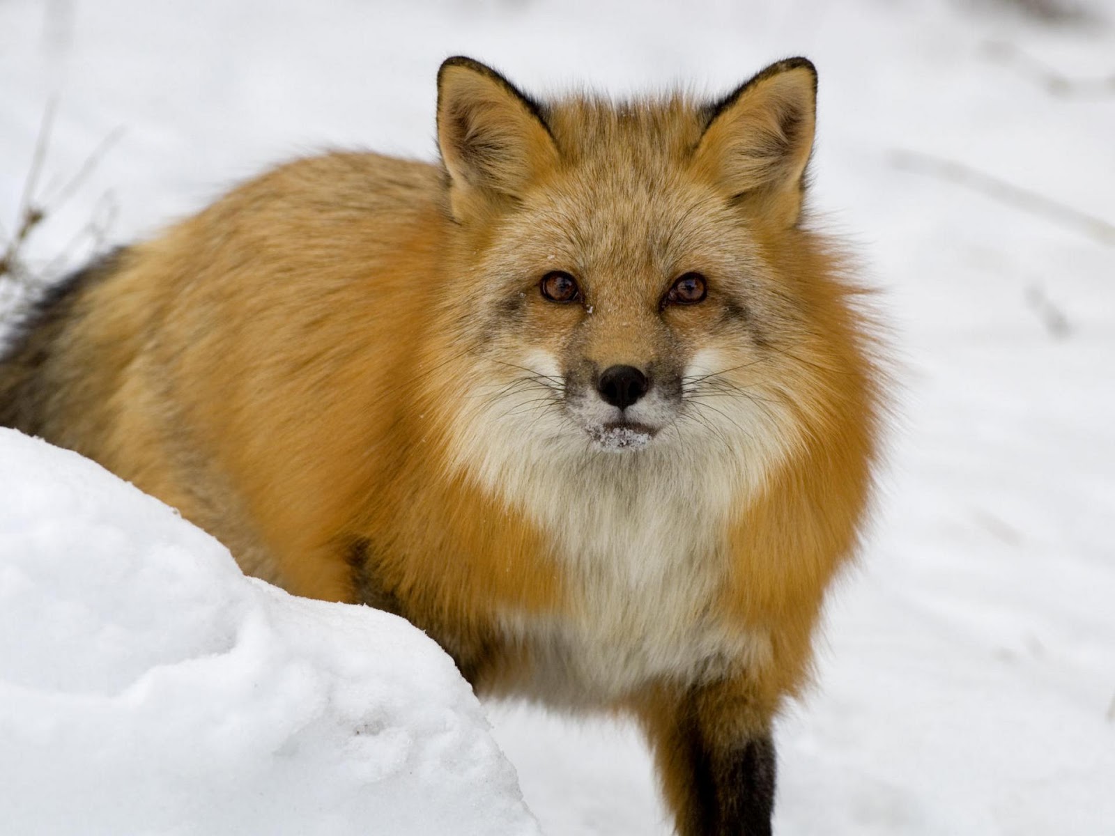 Fox High Quality Wallpapers Fox High Quality Wallpapers
