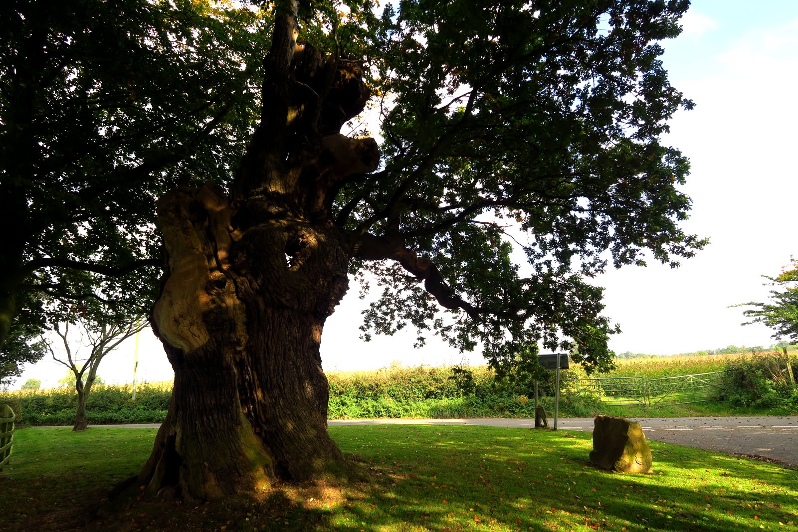 Calderdale Wildlife: Ancient Oak Tree
