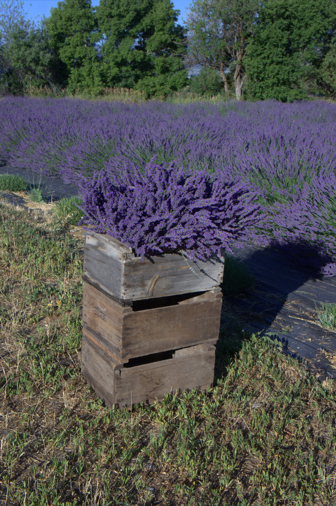 The Lavender Apple Lavender Quotes