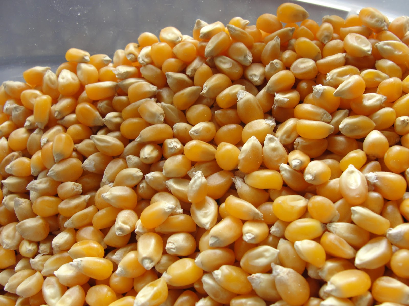 Healthy Family Cookin' Monday Meet Whole Foods Popcorn!