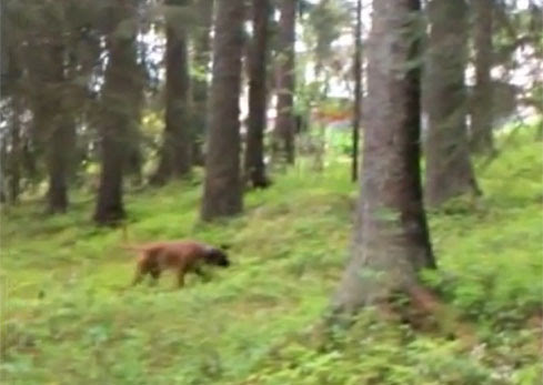 Video : 林でウロウロしてたら、突然、暴走してきた鹿に吹っ飛ばされて、なんで ? !、なんで、こんな目に遭うの ? ! と呆然とするイヌの様子の不条理マンガみたいなビデオを見てたら、ツボにハマり、お腹痛くなるほど、笑えた！！