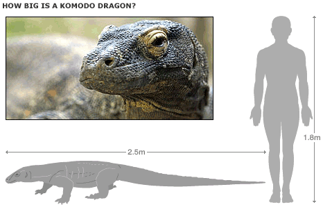 dangerous animal komodo dragon