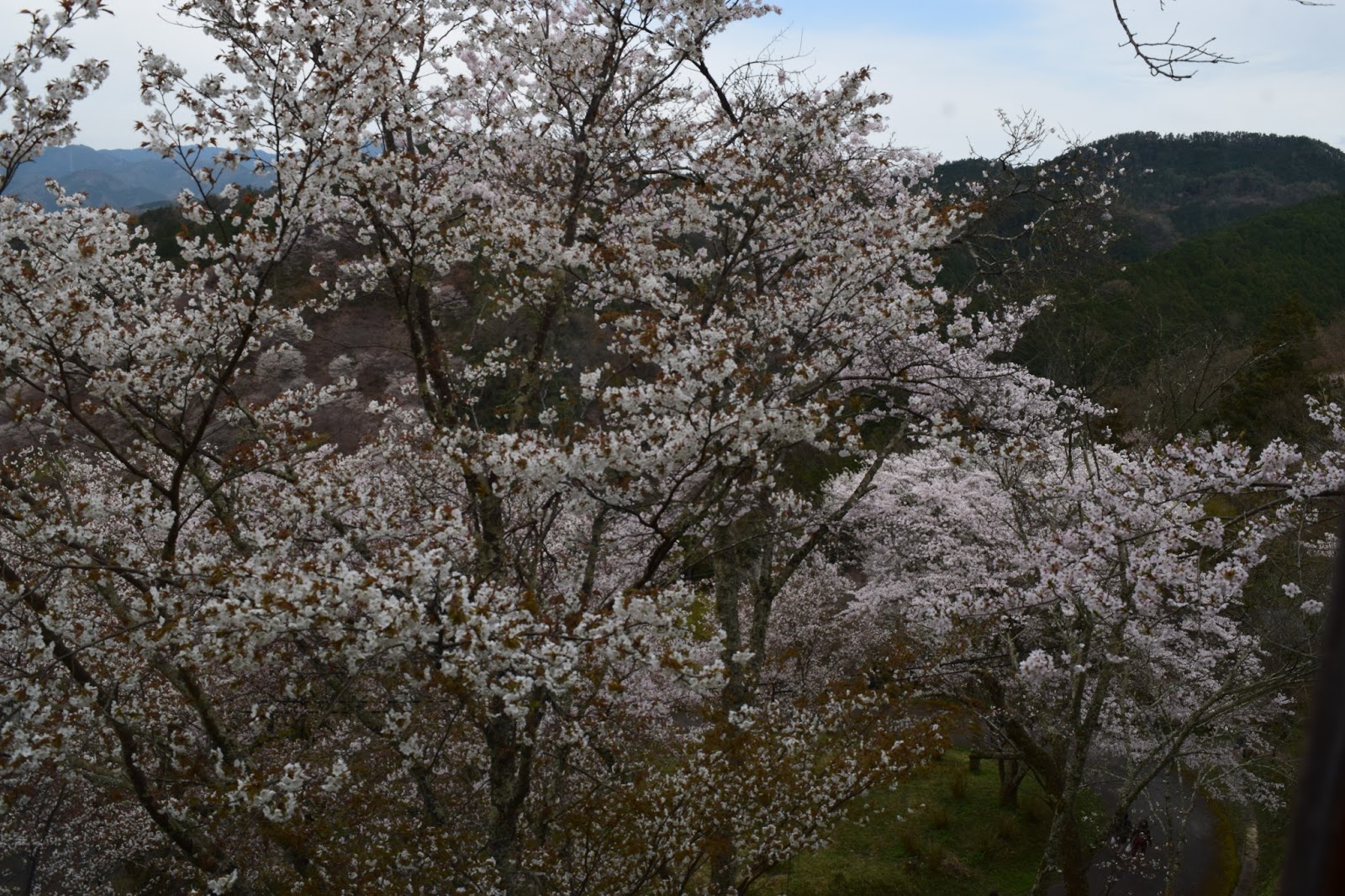 Yoshinoyama view