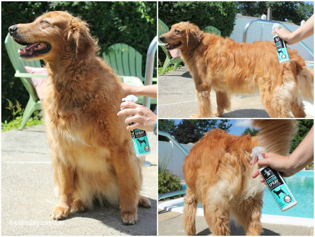 golden retriever getting groomed and brushed