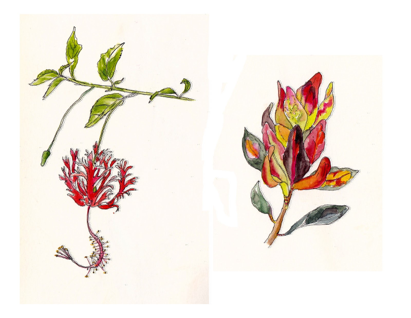 Botanical Art - Holiday Sketching: Botanical Sketching
