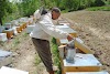 Κόβοντας παραφυάδες δίπλα στα μελίσσια: Μέθοδος παλιού μελισσοκόμου για γρήγορη ανάπτυξη και μηδεν σμηνουργία!