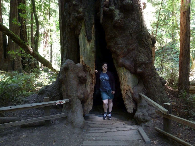 11: Muir Woods - Golden Gate - Driving me ... USA (8)