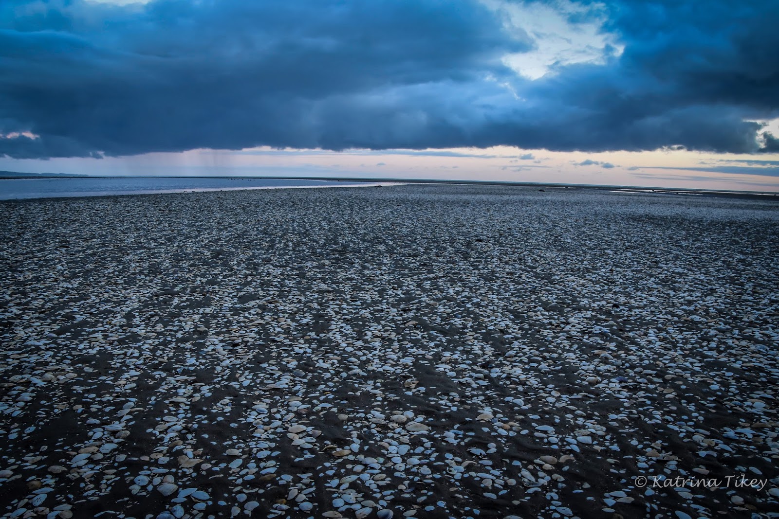 Paws Awhile Floundering About For Flounder