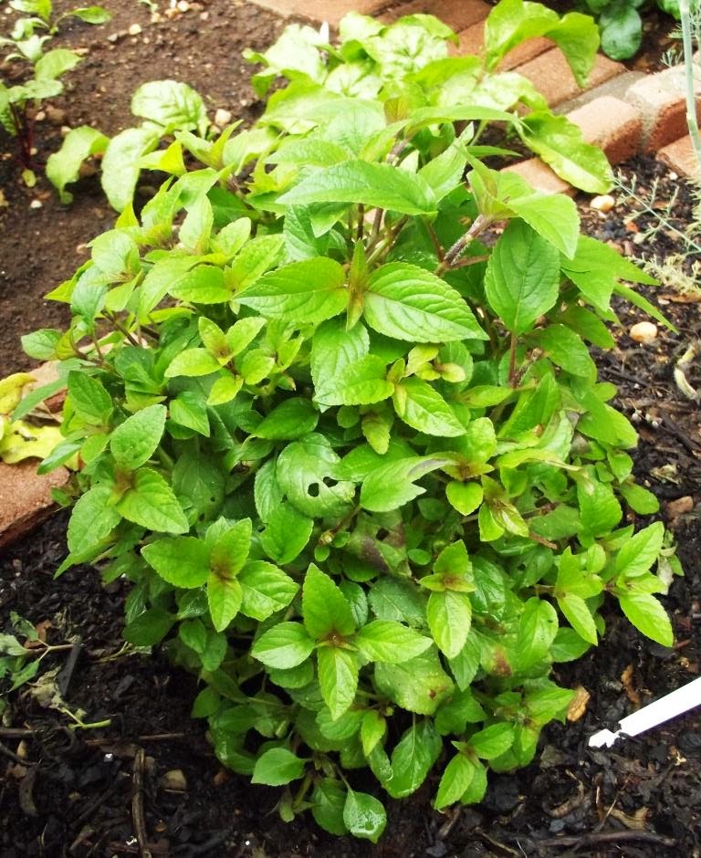 Roots 'n' Shoots July 2013