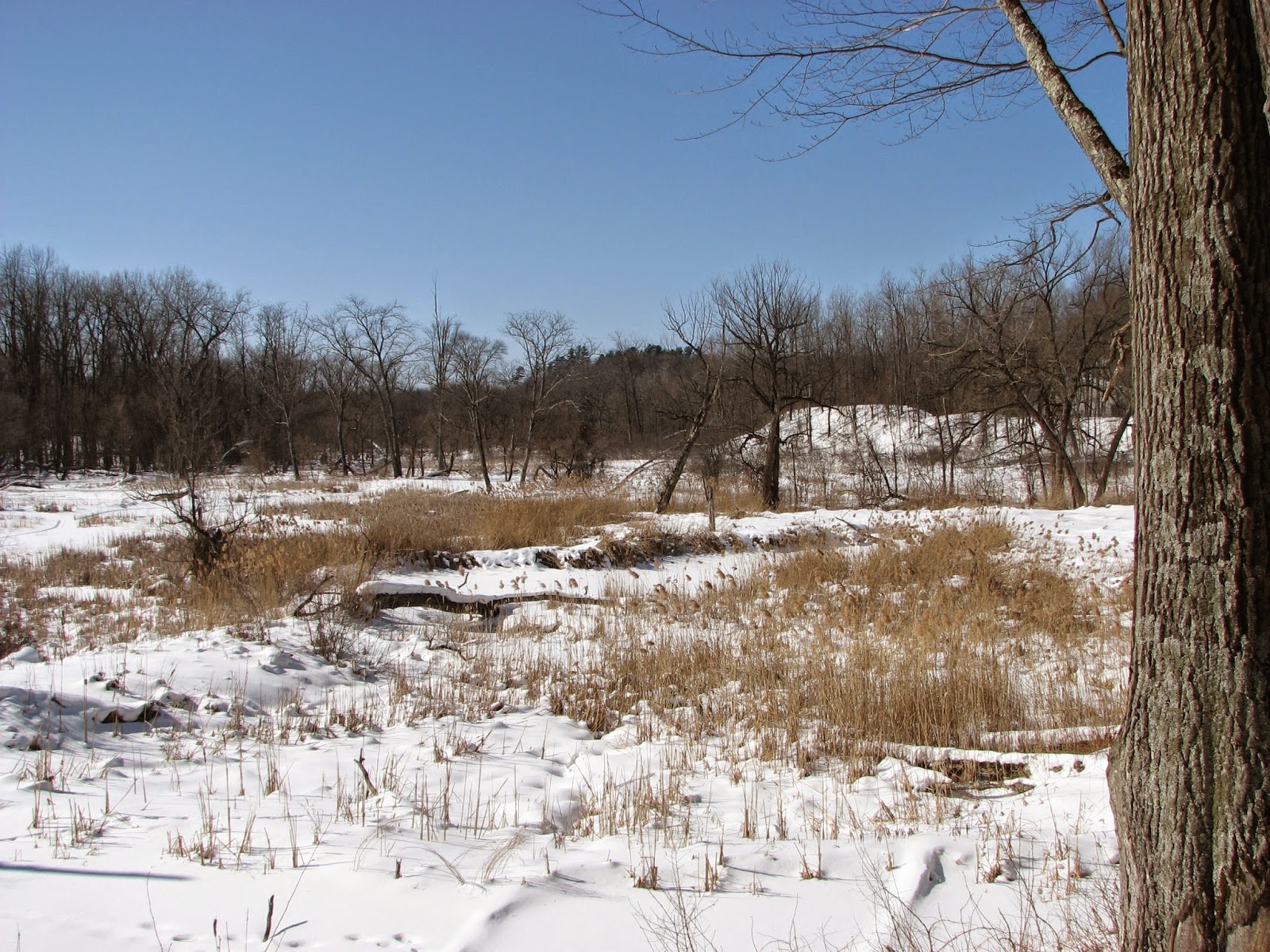 Woodside Natural Area, nature trailsWVPD. (Photos). In search of the