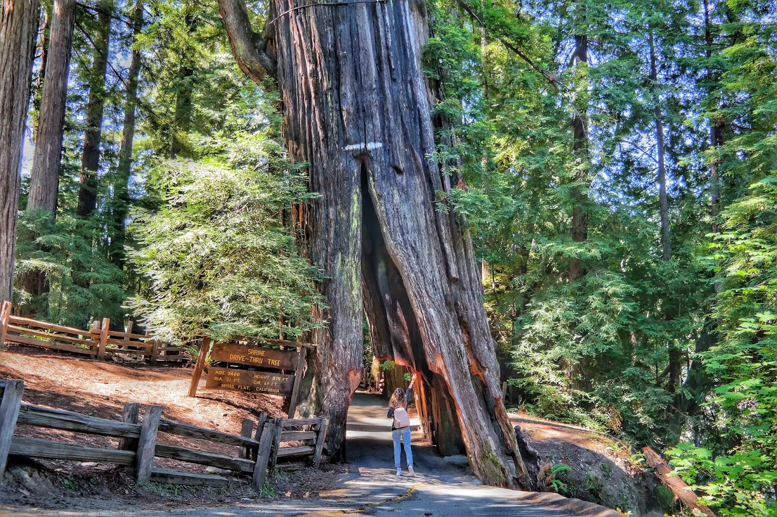 See Really Big Trees Calaveras State Park Travels With Baby
