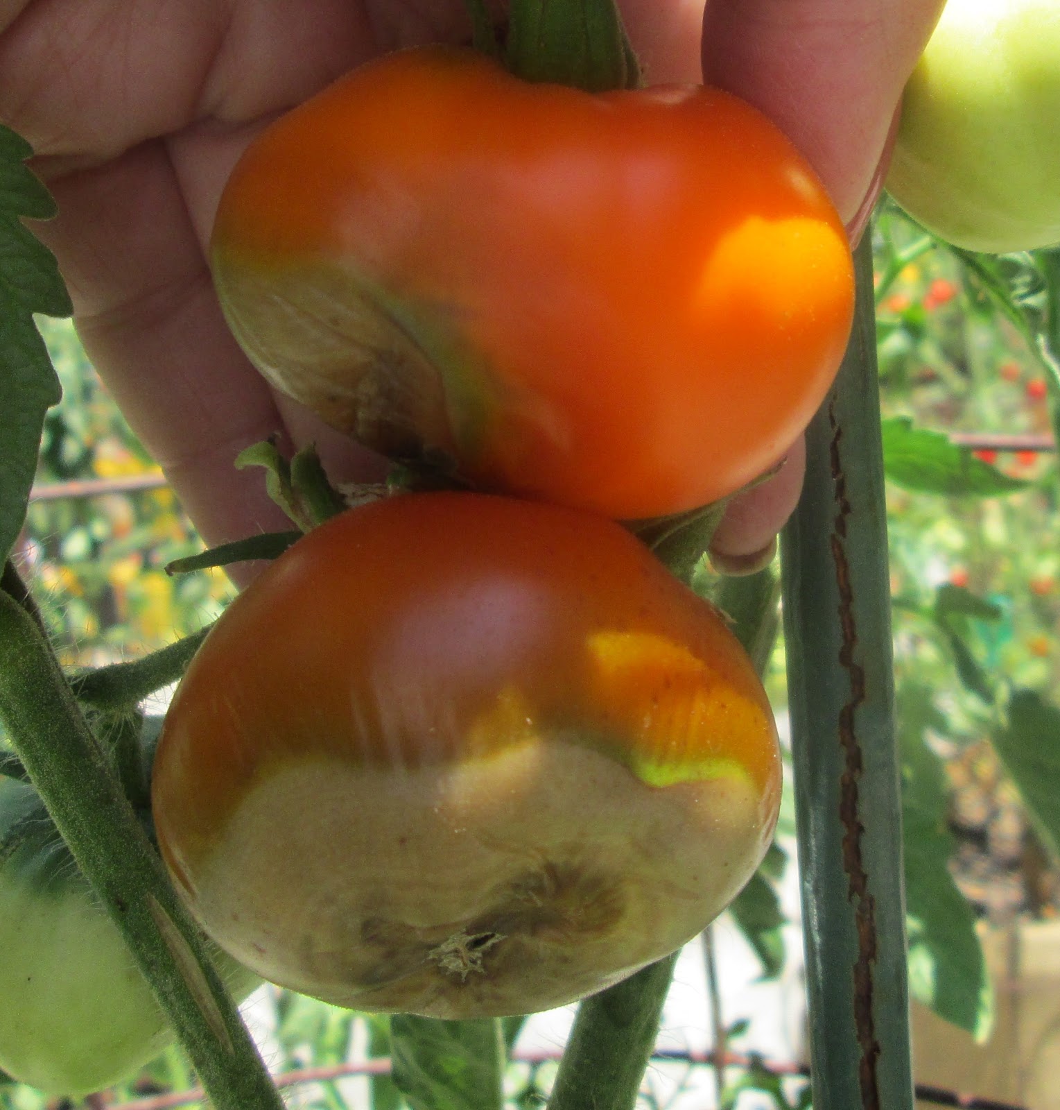 Laura Taylor...Tomato Matters Oh No...Blossom End Rot!