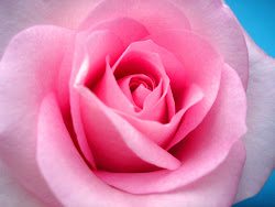 roses rose pinky flowers lovely pink flower wallpapers res lap valley flowerpicturegallery