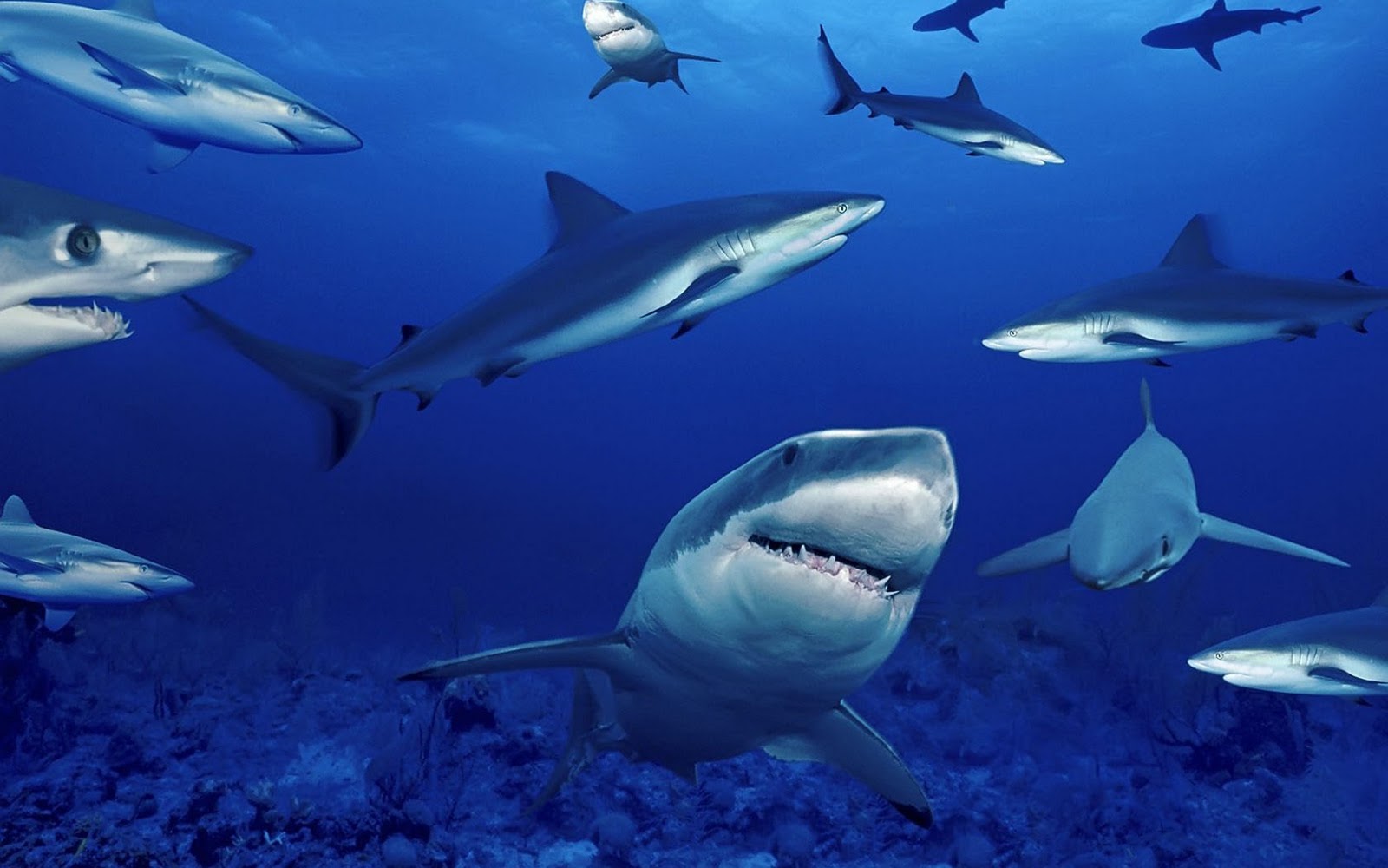 amazing trending wallpaper shark wallpaper hd shark pictures hd