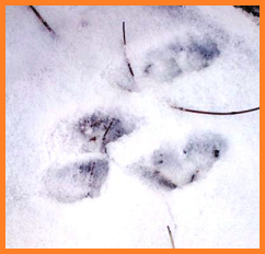 squished up print - large hind feet first, smaller front paws behind and "inside" the larger two.