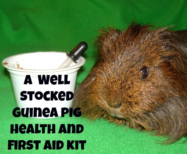 Guinea Pigs Rule A Well Stocked Guinea Pig Care And First Aid Kit