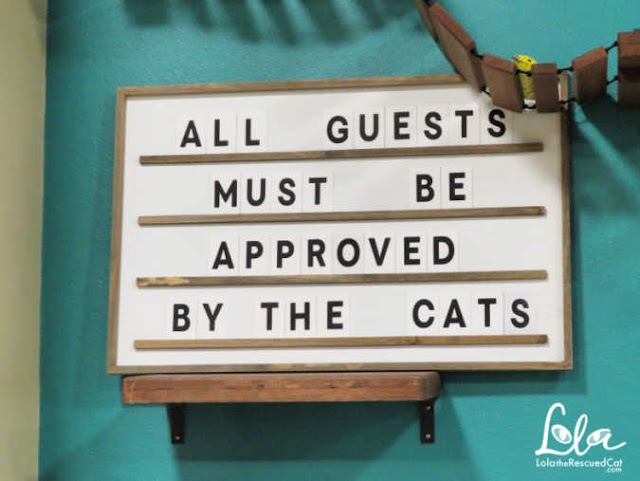 Orlando Cat Cafe|Cat Cafes