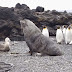En Isla Marión, leones marinos violan a pingüinos (video)