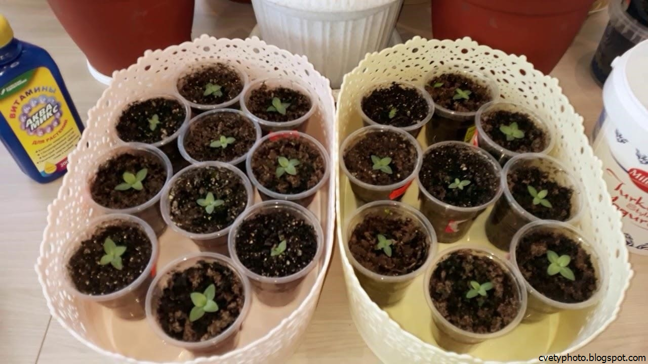 эустома рассада. рассада эустомы. как пикировать петунию в одноразовые стаканчики. чем подкормить всходы эустомы в домашних условиях. удобрения для эустомы рассады.