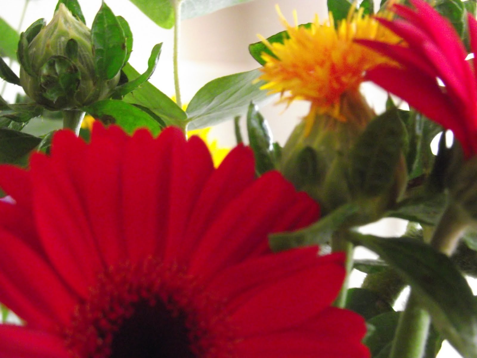 Rocket and Roses Vegan Kitchen: My Red Gerberra and Sunflower Bouquet