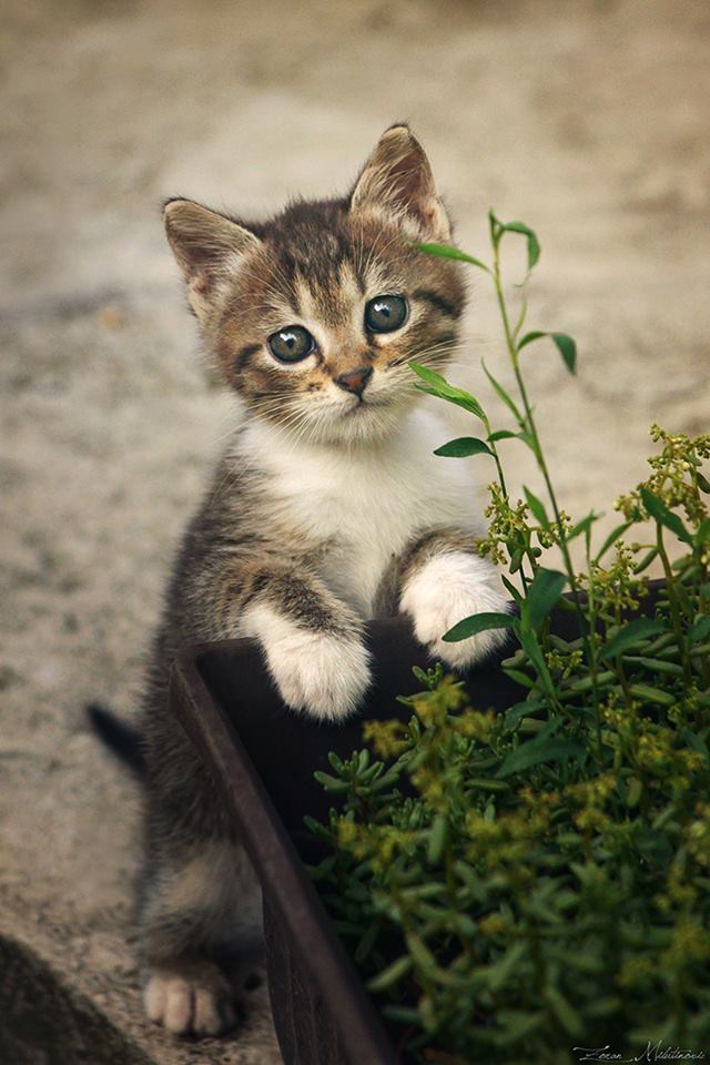 Жизнь кошек