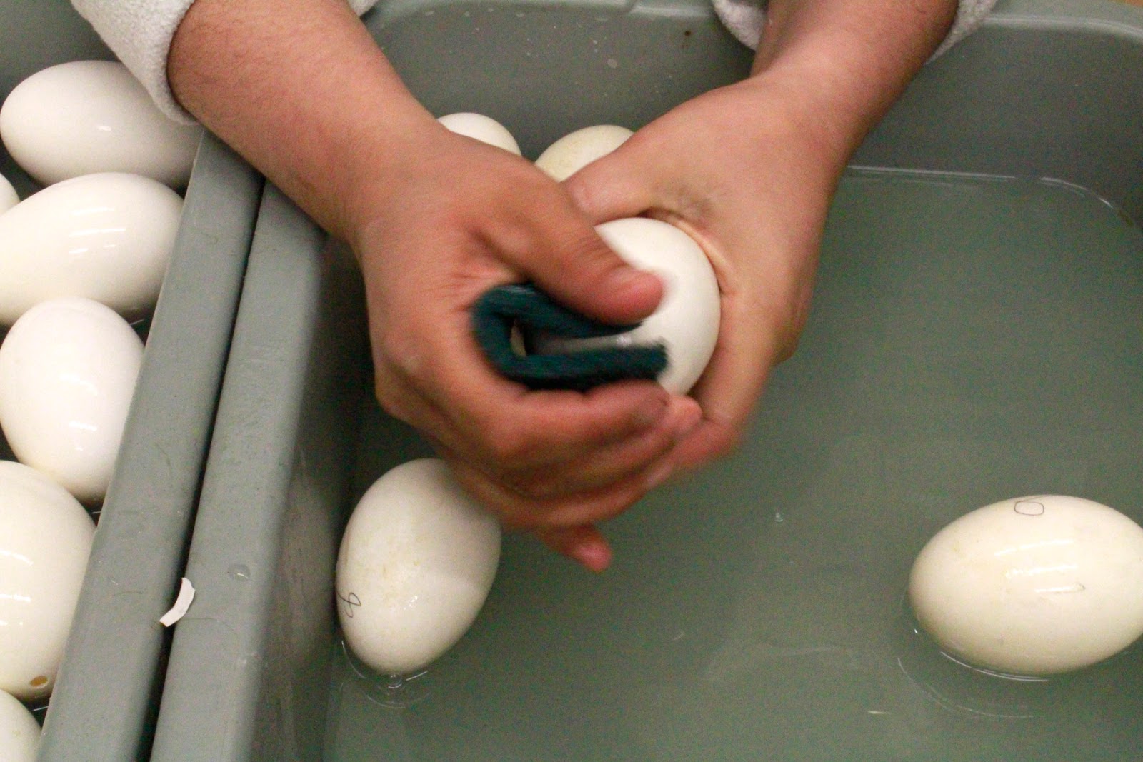 Metzer Farms Duck and Goose Blog How We Make Blown Goose and Duck Eggs