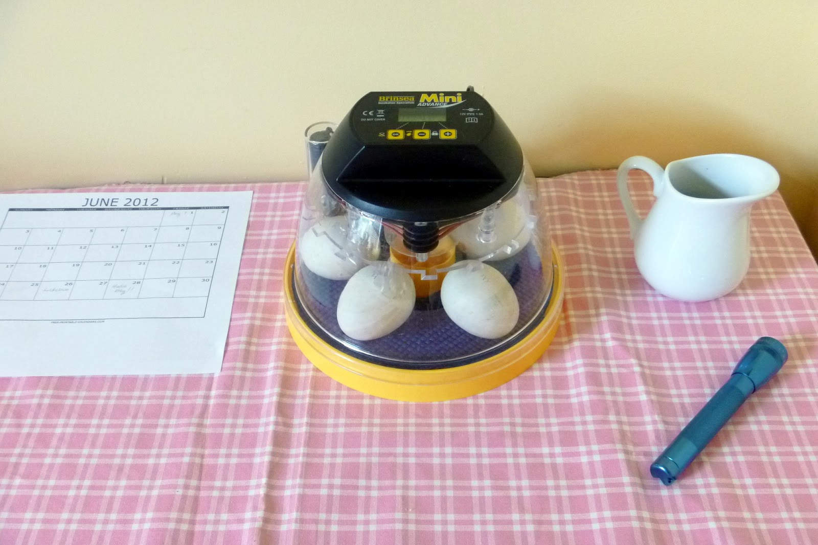 The Beginners Guide to Hatching Duck Eggs [with egg candling photos