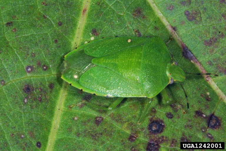 Grain Crops Update Stink Bugs Could Still be a Problem in Soybeans
