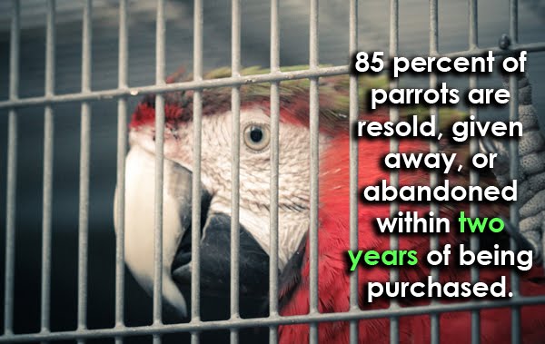 Stop parrots trade