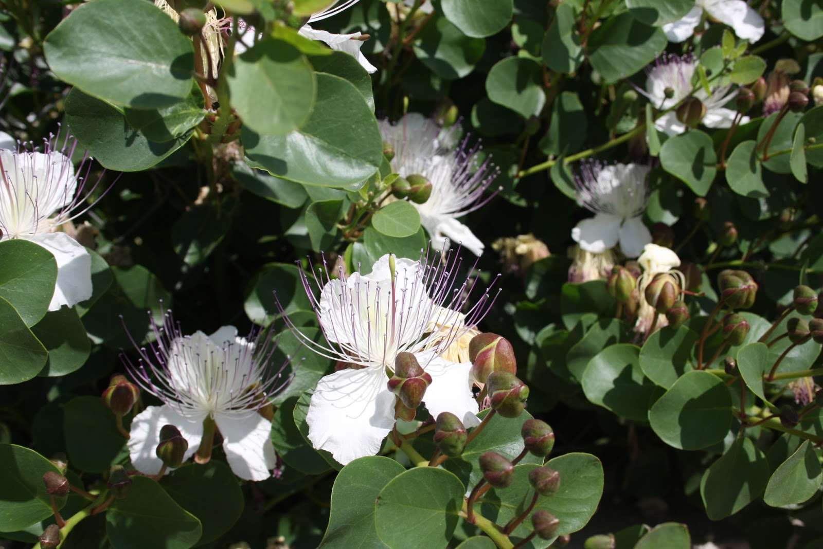 CAPPERO Capparis spinosa - Vivai Frappetta Roma