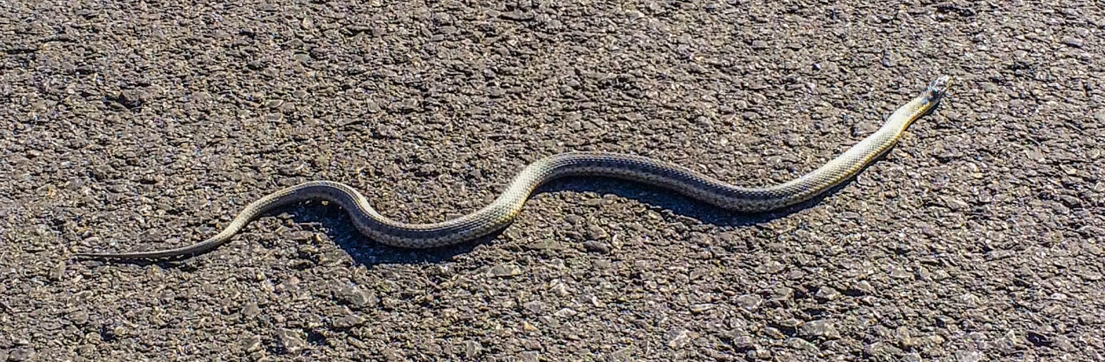lots of snakes on trail lots of snakes on trail