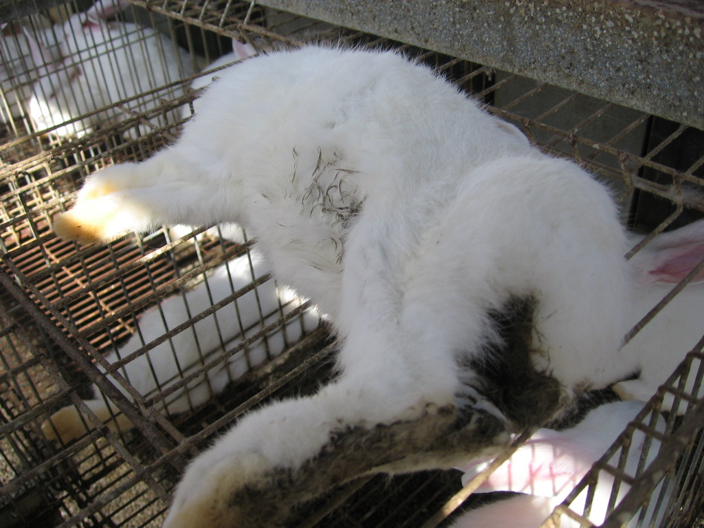 La enfermedad más importante en los conejos | cunicultura peru
