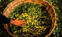 How Green Tea is Made