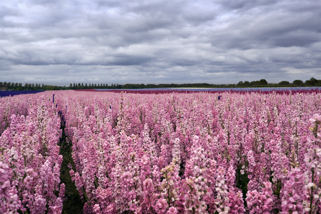 A field of bright pink English Delphiniums under clouds www.martynferryphotography.com