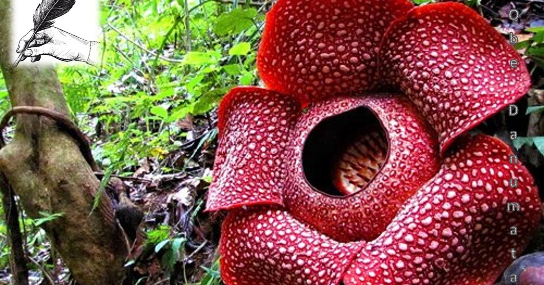 Why do Some Plants Stink?