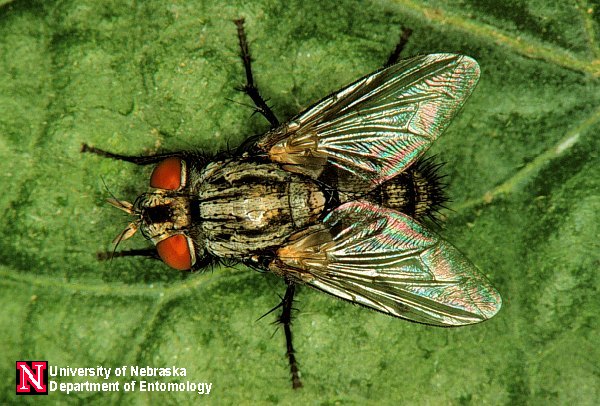 Tigani Insect Notes from Dr. Winky | Sloat Garden Center