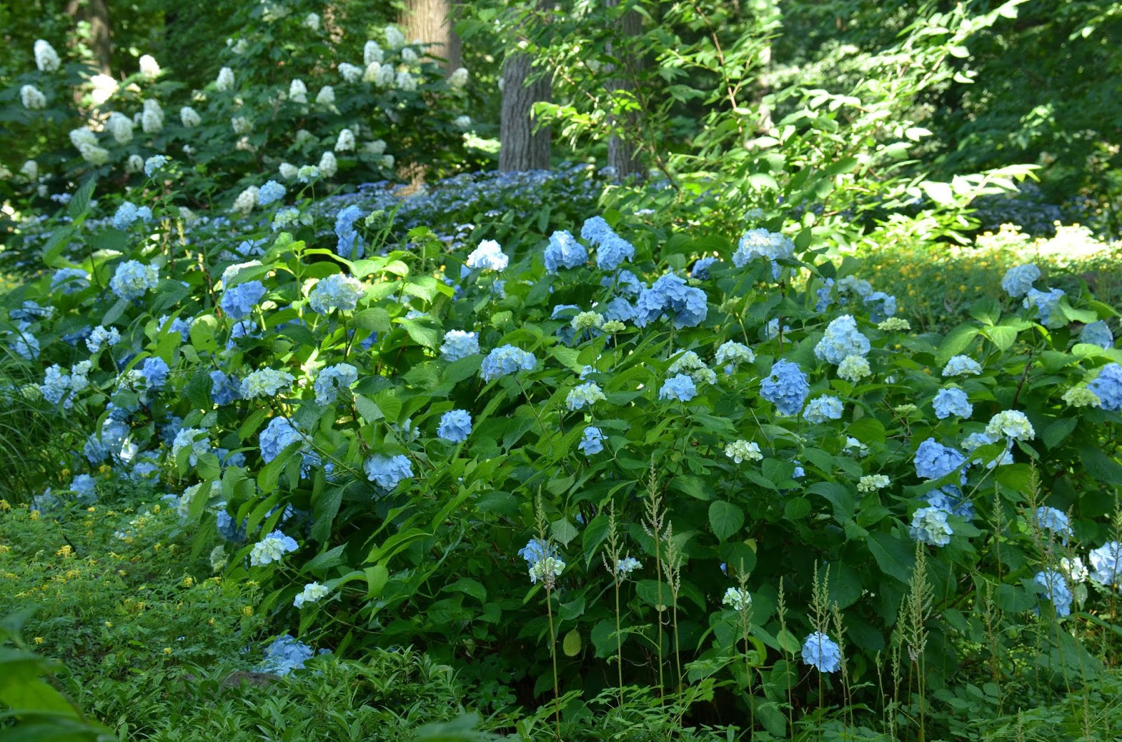 Hydrangea Bush Life Cycle