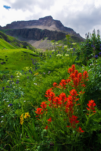 Gilpin Peak and wildflowers from Yankee Boy Basin in the San Juan range, Colorado