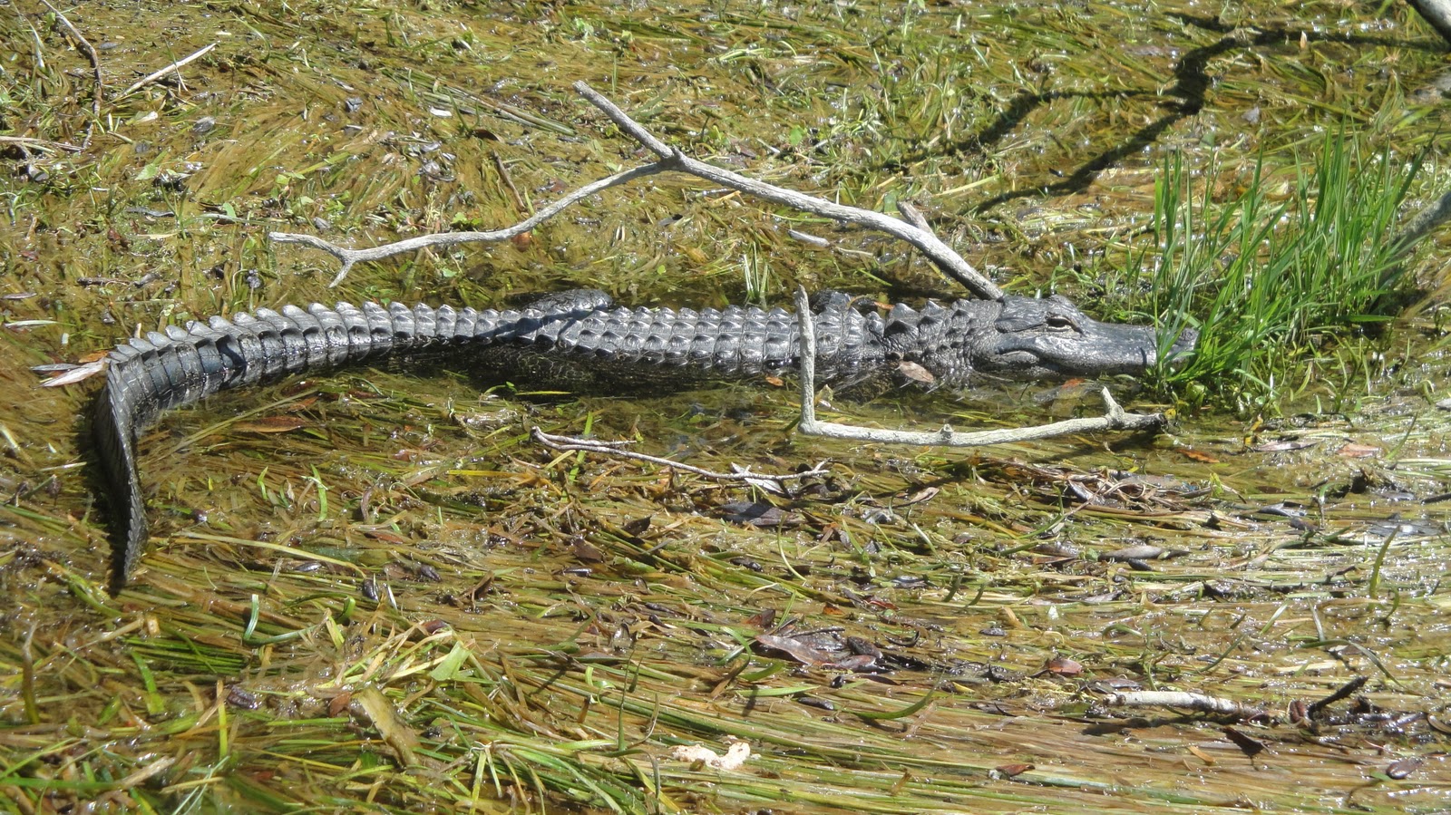Underwater Thoughts Gator on Rainbow River