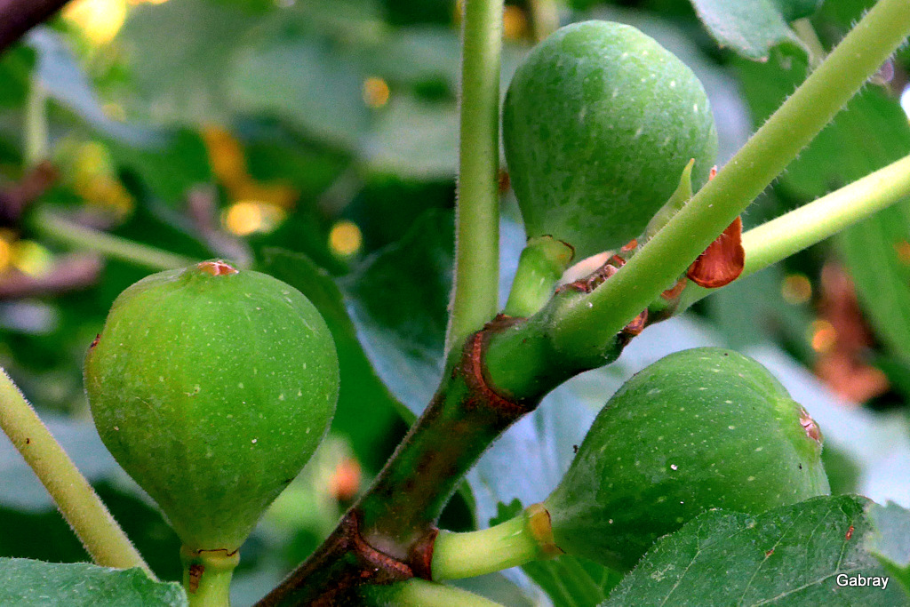 ENTOLOSAN Les fruits verts de mon jardin