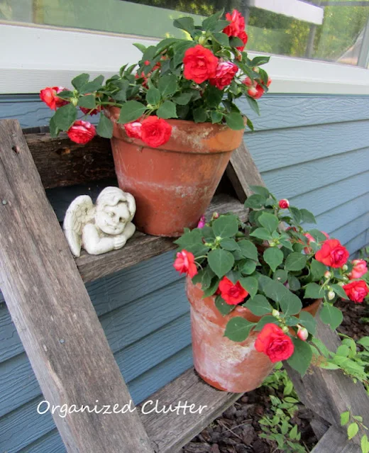 Photo of terracotta pots with impatiens on a ladder